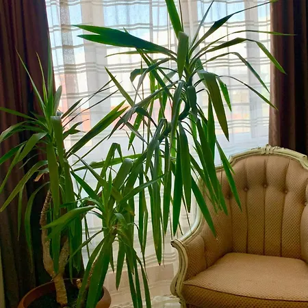 The White House 호텔 플로브디프